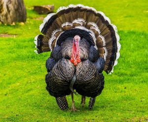 Gà tây có nguồn gốc từ đâu? Sự thật bất ngờ ít người biết